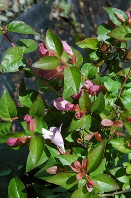 Schumann Abelia